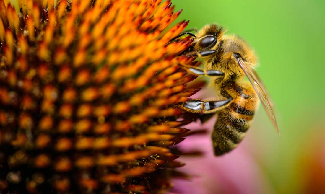 Pollen is one of the main reasons to pressure wash every spring.