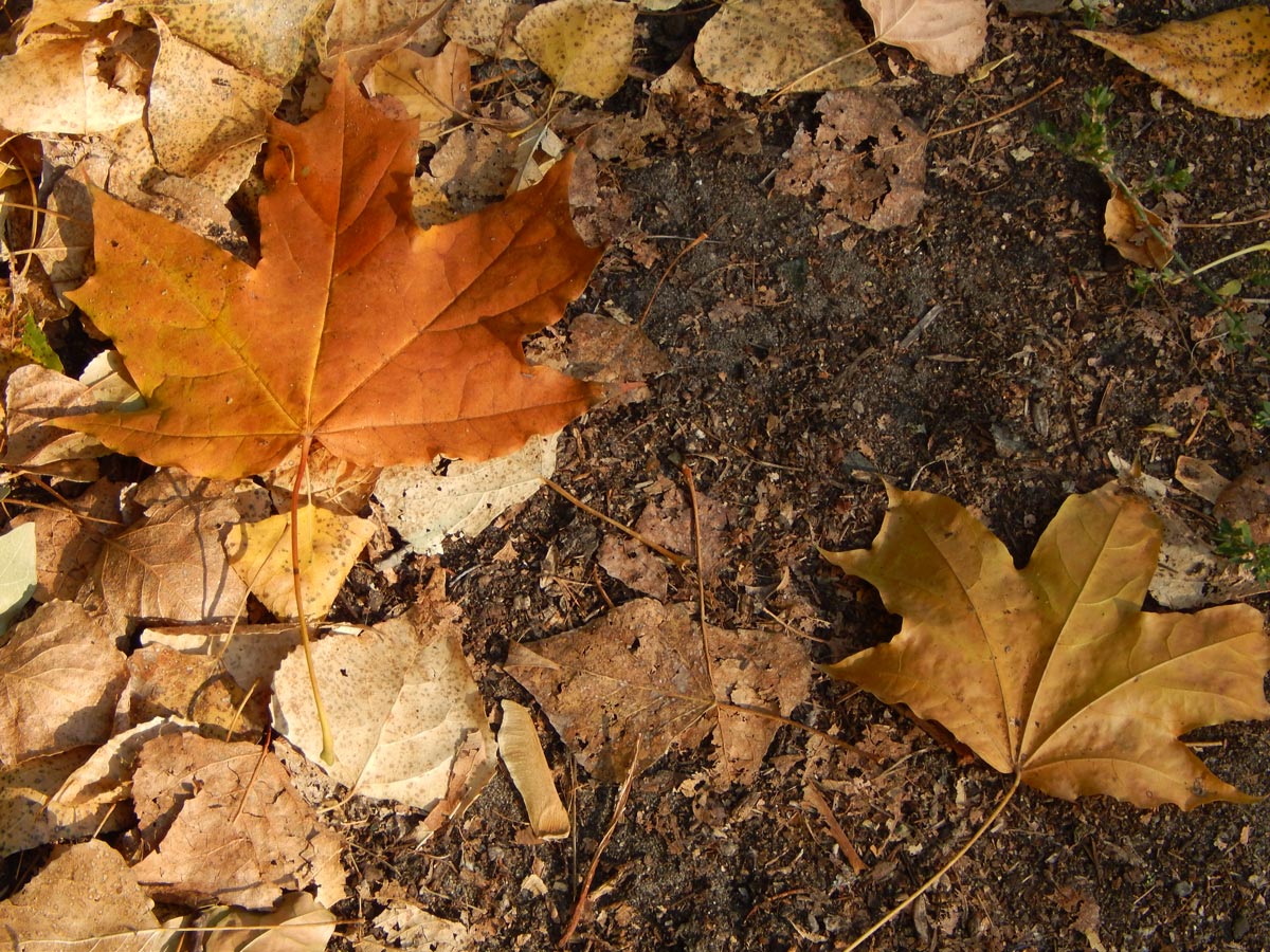 Pressure washing is a critical part of keeping your home looking great.